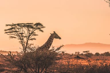 safari help