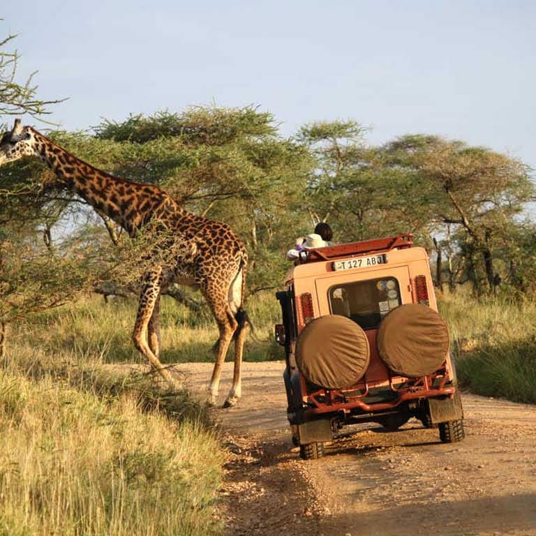 safari fun2